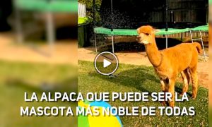 ALPACA 300x180 - La Alpaca Más Noble De Todas