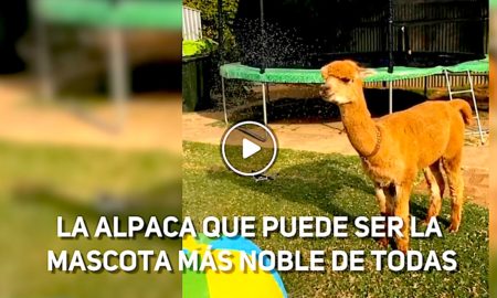 ALPACA 450x270 - La Alpaca Más Noble De Todas