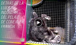 PELAJE 300x180 - Detrás De La Lujosa Industria De Los Pelajes En Francia