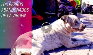 PERROS 300x180 - Los Perros Peregrinos Que Sufren Por Abandono