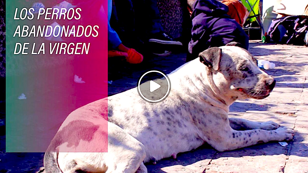 PERROS - Los Perros Peregrinos Que Sufren Por Abandono