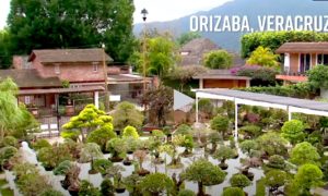BONSAIS 300x180 - La Colección Más Grande De Bonsai En Latinoamérica