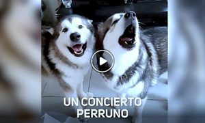PERRUNOS 300x180 - Un Concierto De Aullidos Difícil De Olvidar
