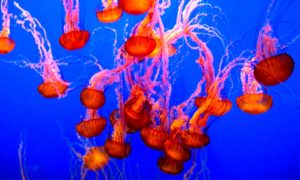 poblaciones de las medusas 300x180 - Medusas: El Fuego Del Agua