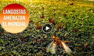 LANGOSTAS 300x180 - Plagas De Langostas Amenazan El Mundial De Rusia