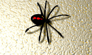 capulinota blogger 1 300x180 - Arañas Biónicas