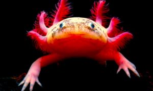 axolotl 2 300x180 - A Salvar Al Axolotl