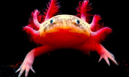 axolotl 2 450x270 - A Salvar Al Axolotl