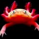 axolotl 2 80x80 - A Salvar Al Axolotl