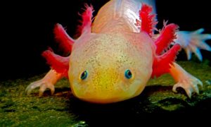 axolotl 300x180 - Axolotl: El Guerrero De La Extinción