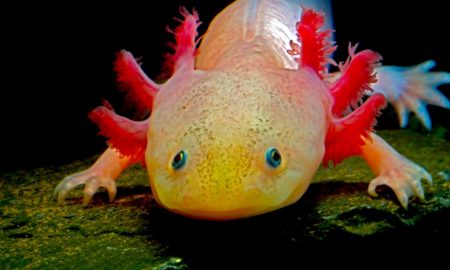 axolotl 450x270 - Axolotl: El Guerrero De La Extinción