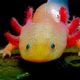 axolotl 80x80 - Axolotl: El Guerrero De La Extinción