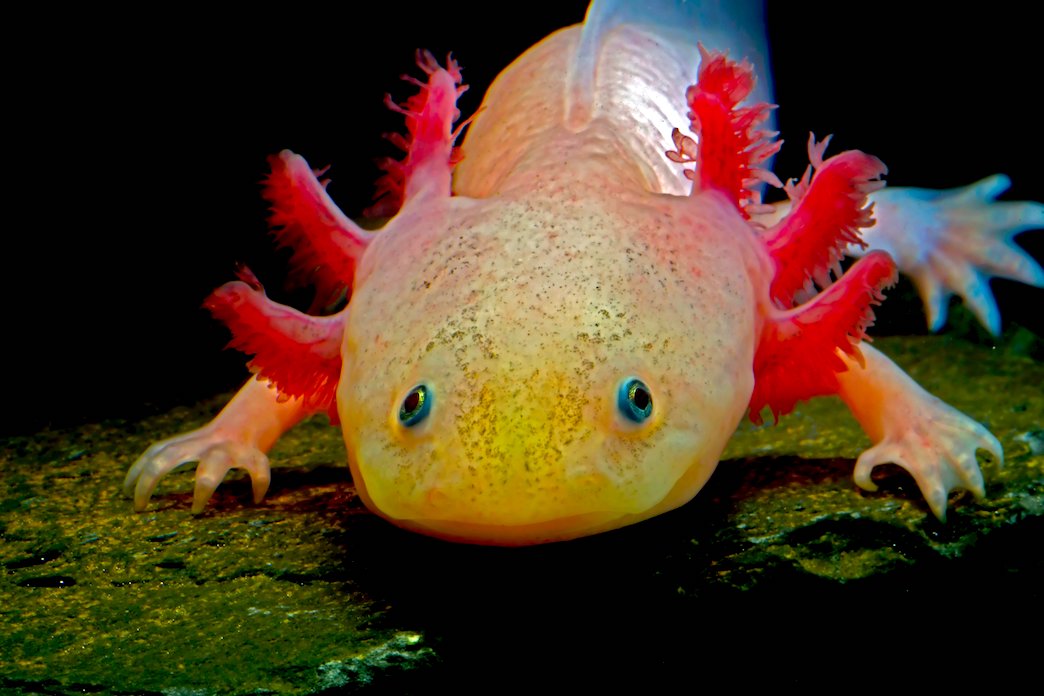 axolotl - Axolotl: El Guerrero De La Extinción