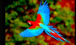 AVES COLORES 300x180 - Paraíso De Aves