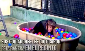 CHIMPA 300x180 - ¿Cómo Se Comporta Un Chimpancé En Una Piscina De Pelotas?