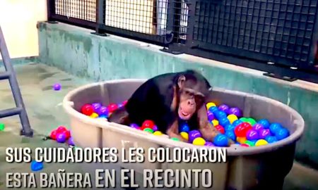 CHIMPA 450x270 - ¿Cómo Se Comporta Un Chimpancé En Una Piscina De Pelotas?