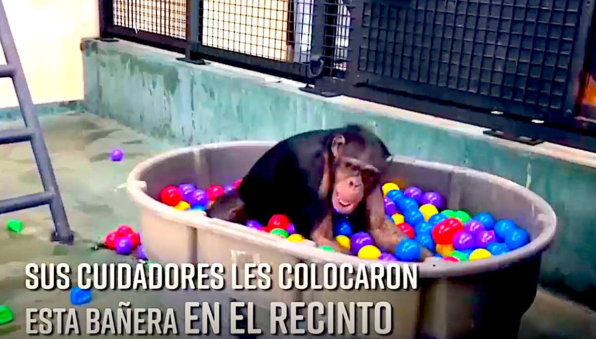 CHIMPA - ¿Cómo Se Comporta Un Chimpancé En Una Piscina De Pelotas?