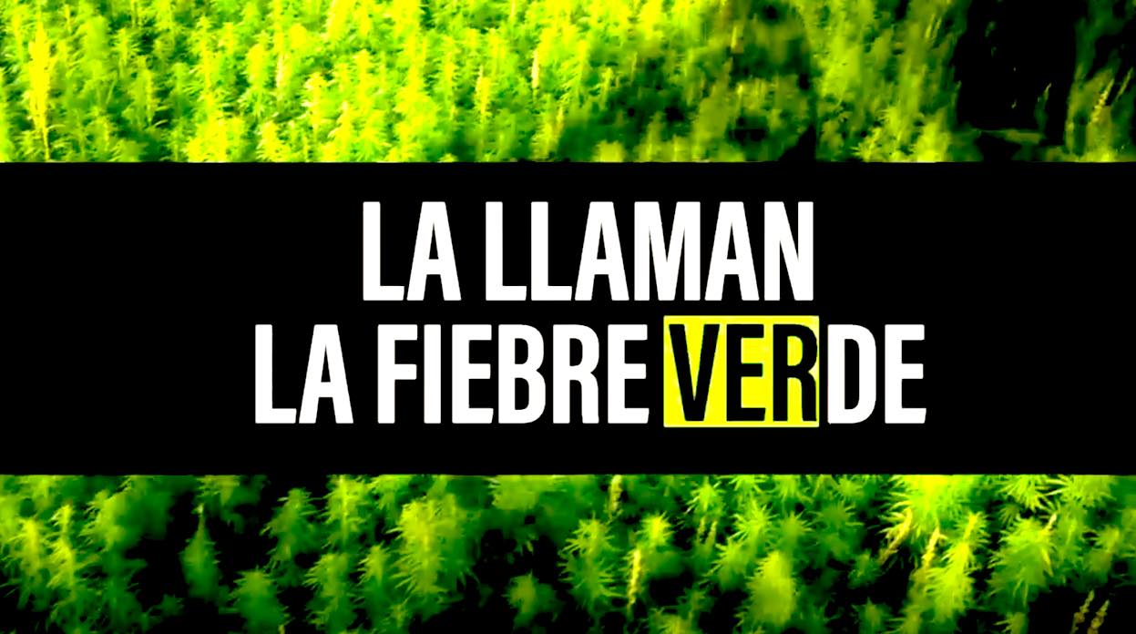 FIEBRE VERDE - La Marihuana Legal Sube Los Precios De La Vivienda