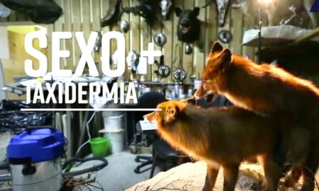 SEXO TAXID 450x270 - La Exposición De Taxidermia Sobre El Apareamiento De La Que Nunca Supiste