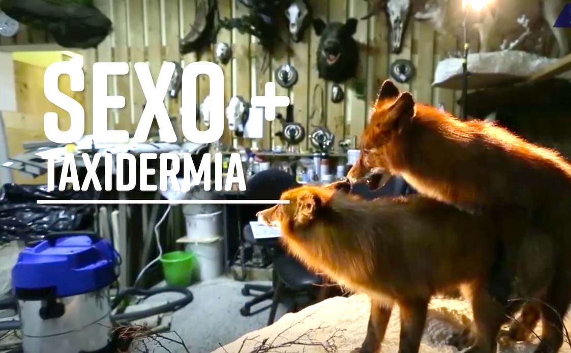 SEXO TAXID - La Exposición De Taxidermia Sobre El Apareamiento De La Que Nunca Supiste