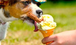 perrohelado 300x180 - ¡Helados Para Perros!