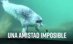 unnamed file 300x180 - La Imposible Amistad Entre Una Foca y Una Mariposa