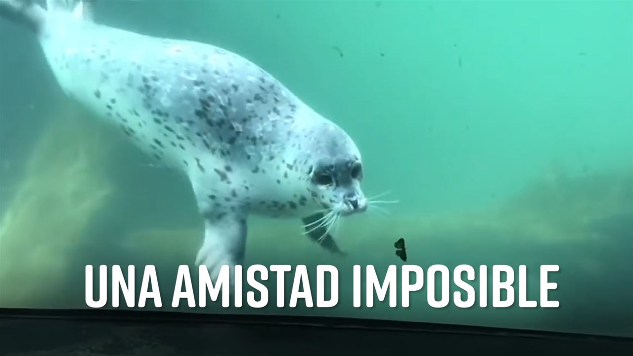 unnamed file - La Imposible Amistad Entre Una Foca y Una Mariposa