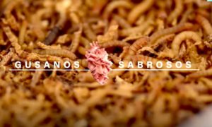 GUSANOS 300x180 - Gusanos: El Alimento Del Futuro