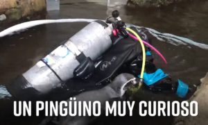 unnamed file 1 300x180 - Pingu Tiene Una Visita: ¿Qué Hace Un Buzo En Mi Piscina?