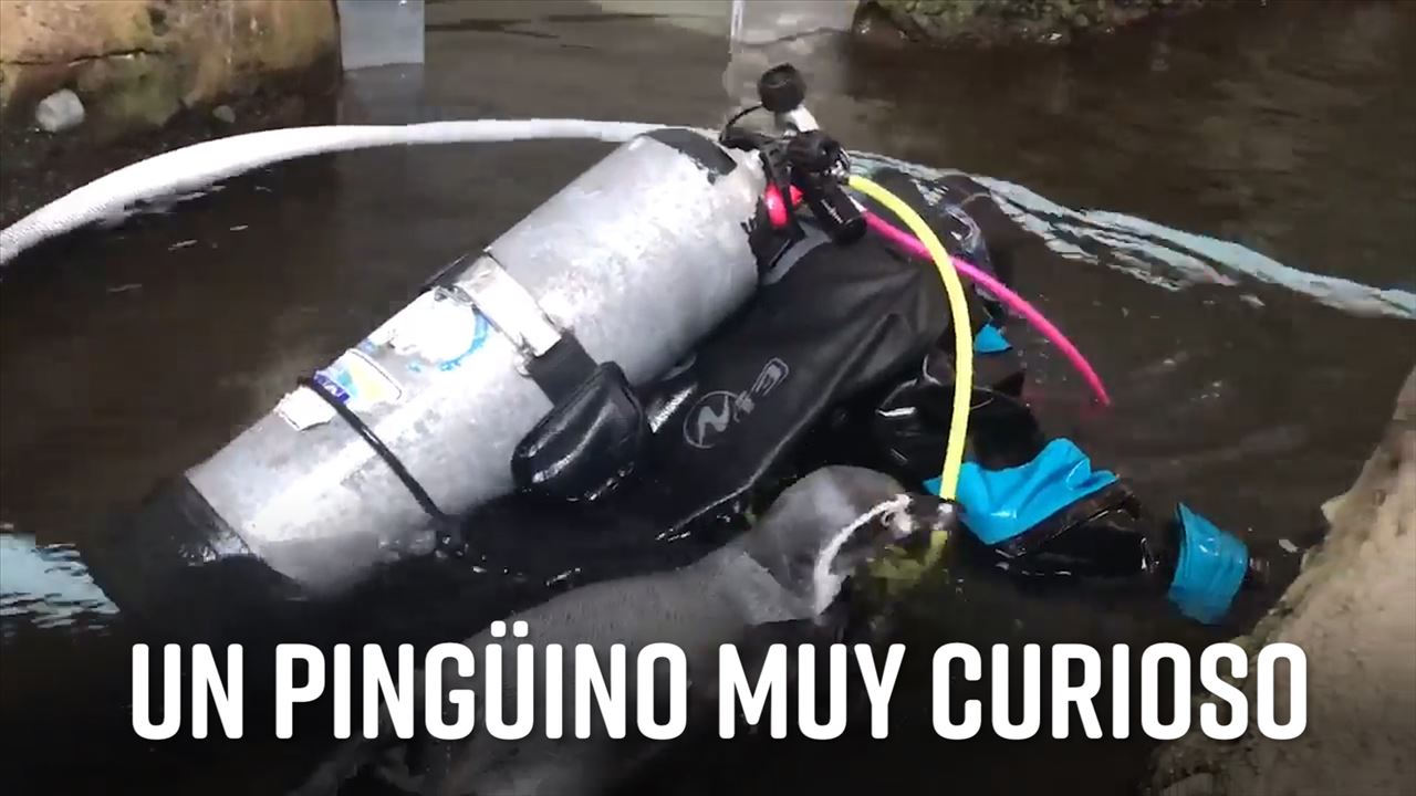 unnamed file 1 - Pingu Tiene Una Visita: ¿Qué Hace Un Buzo En Mi Piscina?