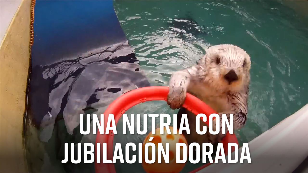 unnamed file 2 - Conoce A La Adorable Nutria Eddie, En Forma A Sus 21 Años