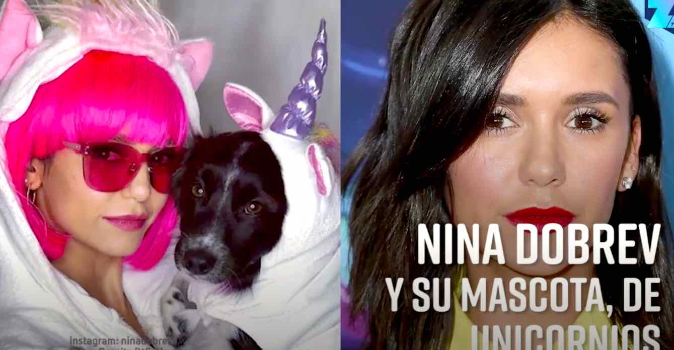 MASCOTAS - 'Perroween': Mascotas Famosas Mejor Vestidas