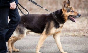 perro 300x180 - Fallece primer perro por Covid-19