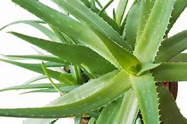 aloe vera 1 - 12 beneficios del aloe vera