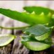 th 7 80x80 - 12 beneficios del aloe vera