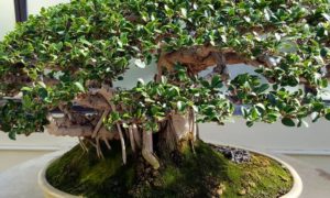 bonsai1 e4c9532c70811896ee8293fa0d50d00f 1200x600 1 300x180 - 4 plantas que no debes tener en casa porque traen mala suerte