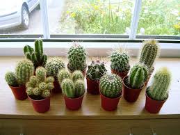 images 2 - 4 plantas que no debes tener en casa porque traen mala suerte