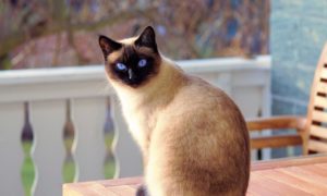 gato siames 300x180 - 5 beneficios de tener un gato como mascota, según la ciencia