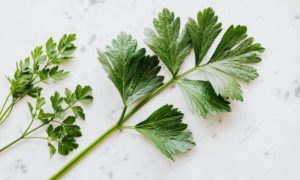 pexelsphoto41981 e3d3bdd439e25e78a8185232ac24e40f 1200x800 1 300x180 - Cilantro y perejil: descubre sus beneficios y cómo identificarlos sin confundirte