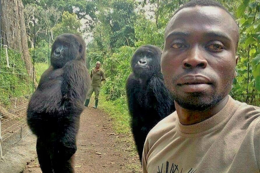 Selfie Ndakasi - Ndakasi, popular gorila que apareció en selfie murió