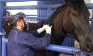 Suero equino