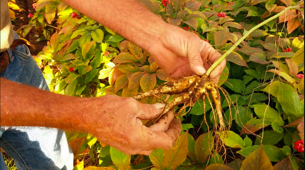 Ginseng - Top 5 de las plantas medicinales