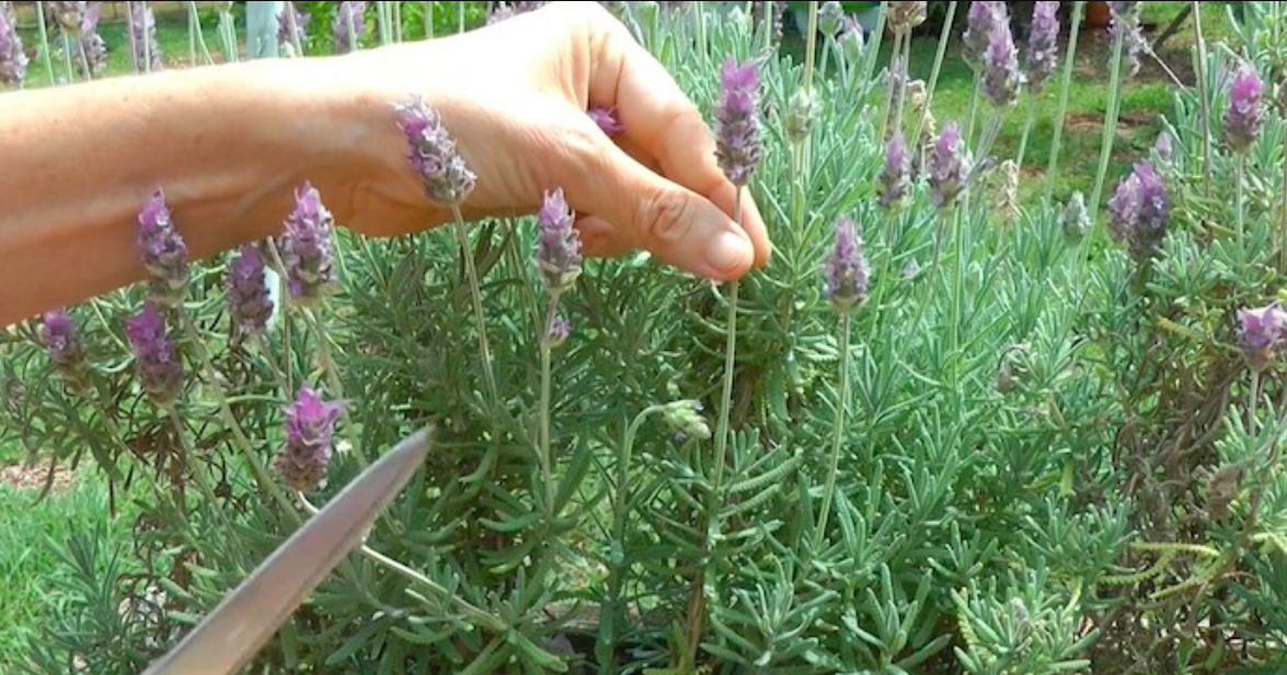 Lavanda - Top 5 de las plantas medicinales